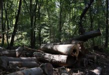 Минприроды оценило ущерб от вырубки леса почти в 50 млн рублей