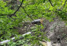 Источник рассказал о незаконной рубке леса в Алкунском лесничестве Источник рассказал о незаконной рубке леса в Алкунском лесничестве