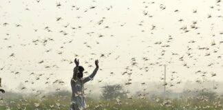 Новому урожаю в Ингушетии угрожает нашествие саранчи