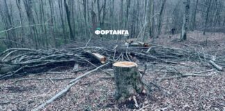 В минприроды высказались о возможной вырубке деревьев в Сурхахи после публикации «Фортанги»