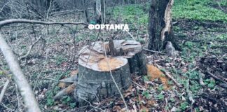 «Замешаны большие деньги»: в Сурхахи пожаловались на незаконную вырубку леса